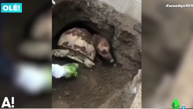 Rescatan a una tortuga y un pastor alemán que quedaron atrapados juntos en un agujero