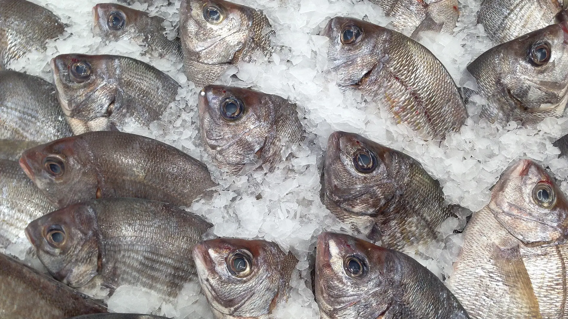 La sobrepesca merma las poblaciones de besugo en el estrecho de Gibraltar