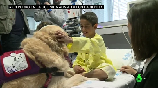 perros perros