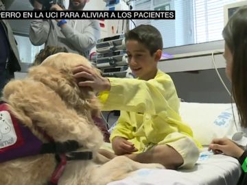 perros perros