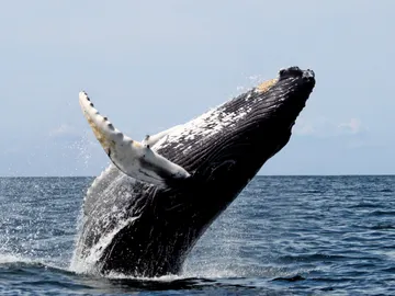 La ballena jorobada es el animal acusticamente mas complejo La ballena jorobada es el animal acusticamente mas complejo