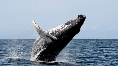 La ballena jorobada es el animal acusticamente mas complejo La ballena jorobada es el animal acusticamente mas complejo