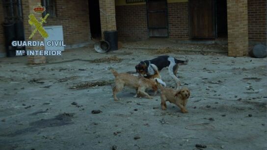 Imagen algunos de los perros rescatados