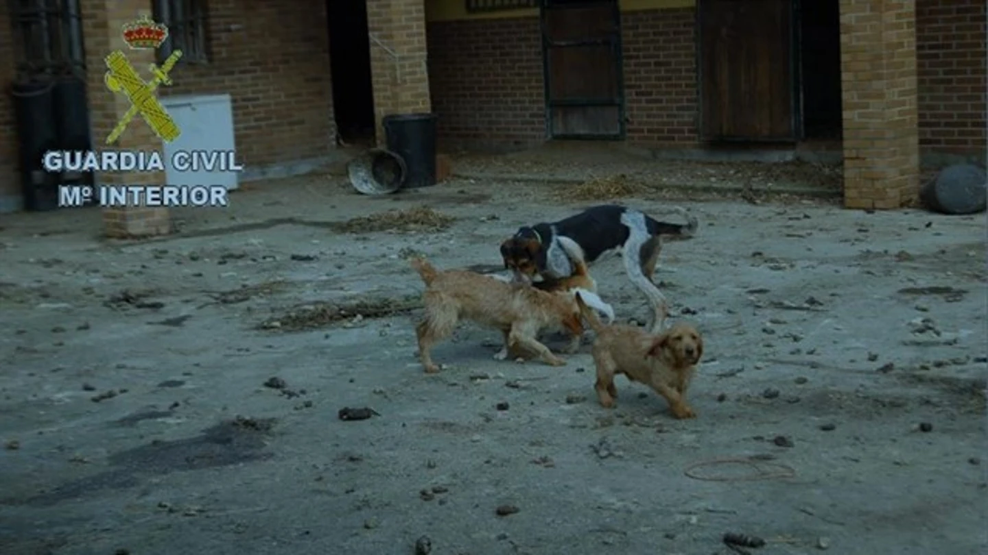 Imagen algunos de los perros rescatados Imagen algunos de los perros rescatados