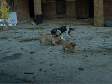 Imagen algunos de los perros rescatados Imagen algunos de los perros rescatados