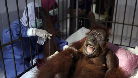 'Hope', la orangutana que sobrevivi&oacute; a 74 disparos de perdig&oacute;n