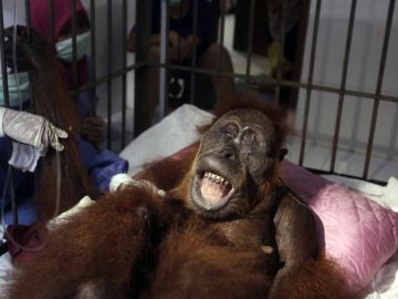 'Hope', la orangutana que sobrevivió a 74 disparos de perdigón 'Hope', la orangutana que sobrevivió a 74 disparos de perdigón
