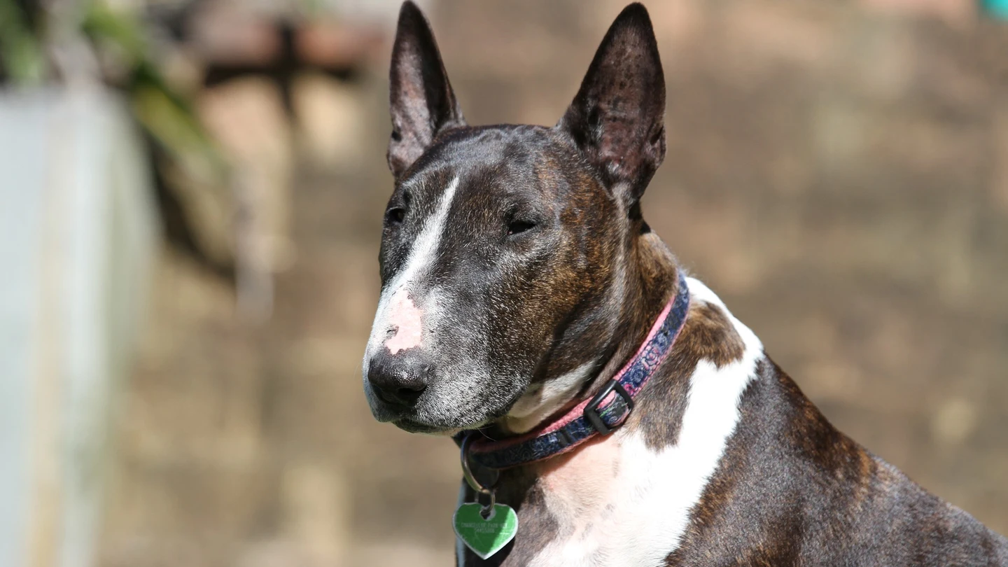 Un bull terrier, raza de perro que atacó a la menor de 15 años Un bull terrier, raza de perro que atacó a la menor de 15 años