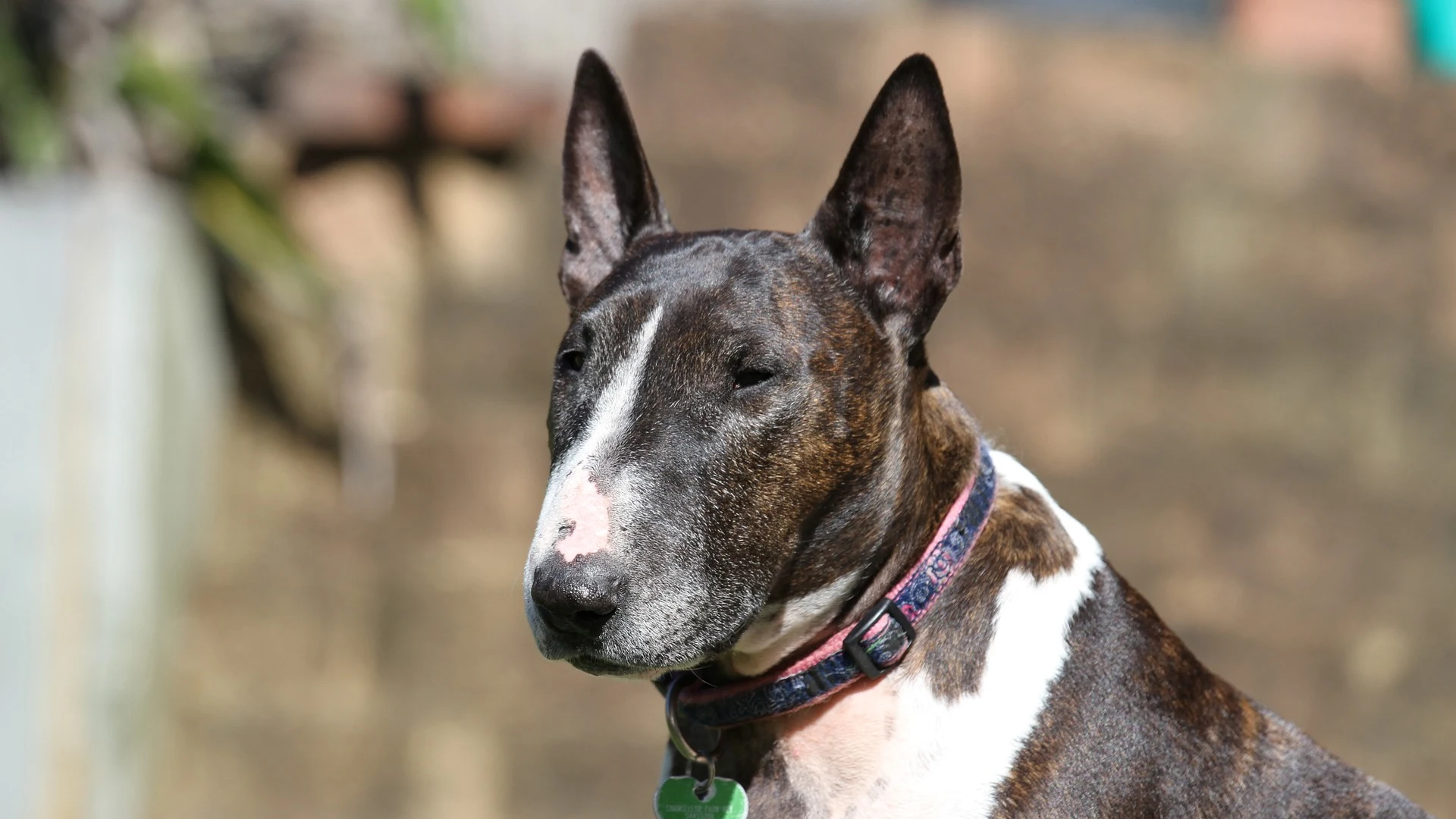 Un bull terrier, raza de perro que atacó a la menor de 15 años Un bull terrier, raza de perro que atacó a la menor de 15 años