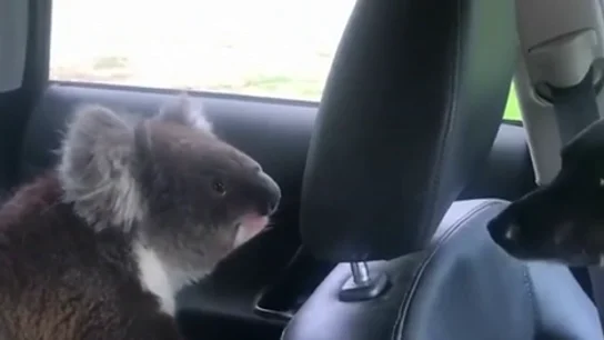 Sale de su coche y al volver se encuentra a su perro jugando con un koala Sale de su coche y al volver se encuentra a su perro jugando con un koala