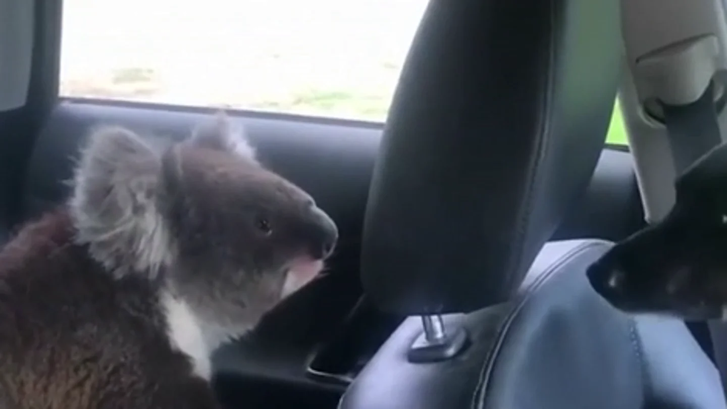 Sale de su coche y al volver se encuentra a su perro jugando con un koala Sale de su coche y al volver se encuentra a su perro jugando con un koala