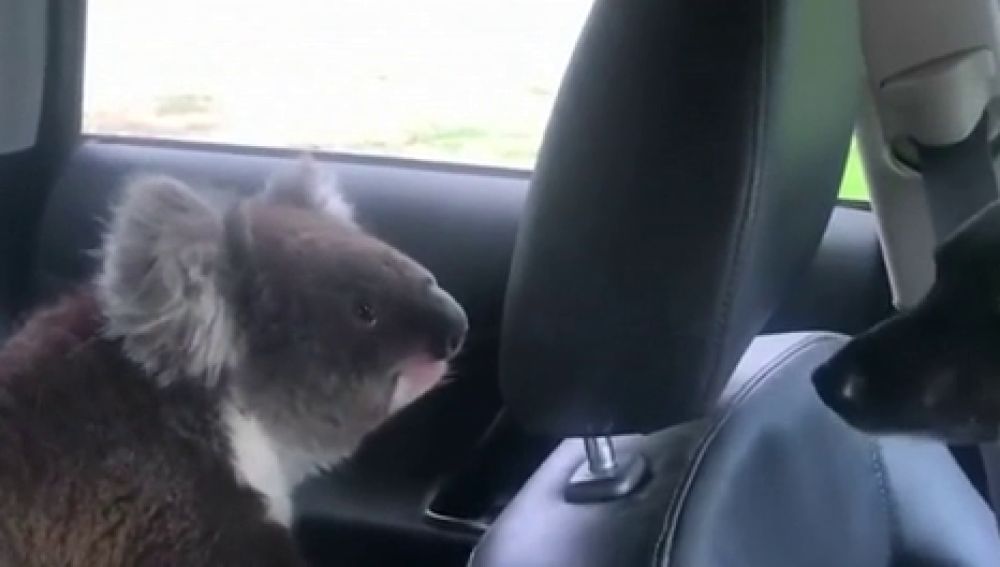 Sale de su coche y al volver se encuentra a su perro jugando con un koala