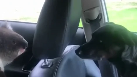 Sale de su coche y al volver se encuentra a su perro jugando con un koala