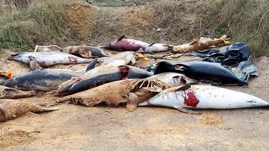 Delfines mutilados y apilados en una playa de Francia Delfines mutilados y apilados en una playa de Francia