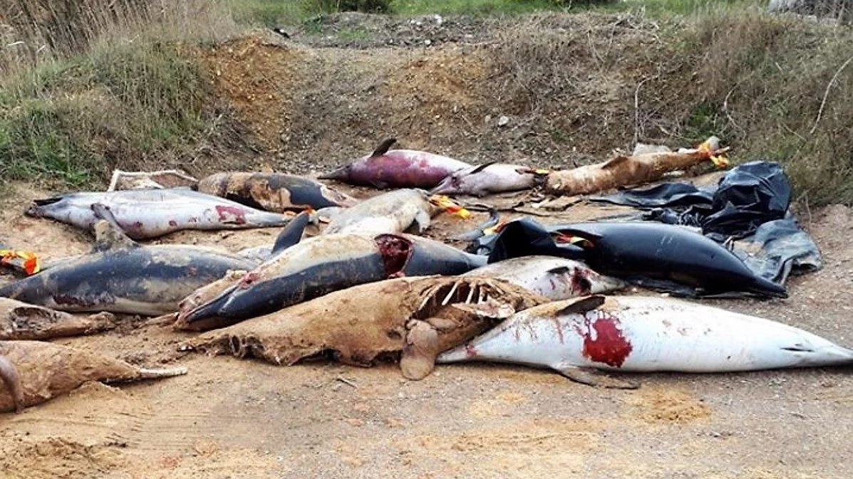 Delfines mutilados y apilados en una playa de Francia