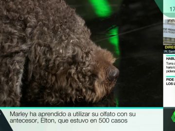 MARLEY CASO ARDINES MARLEY CASO ARDINES
