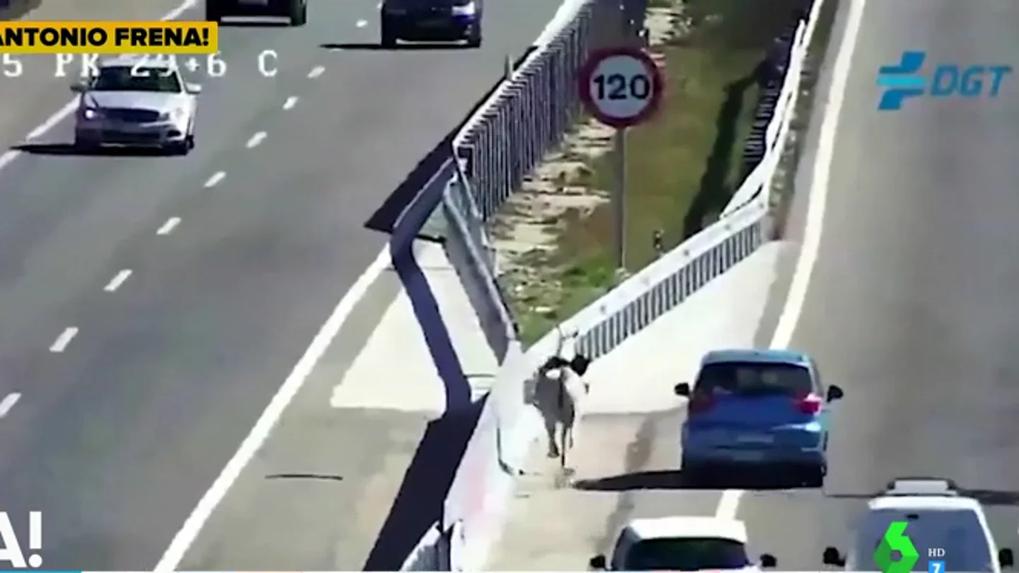 Un caballo desbocado provoca kilométricas retenciones en la A5 a la altura del municipio madrileño de Navalcarnero Un caballo desbocado provoca kilométricas retenciones en la A5 a la altura del municipio madrileño de Navalcarnero