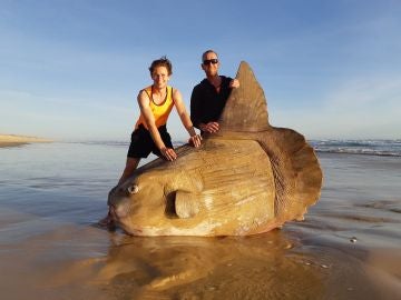 El gigantesco pez luna varado en la playa australiana El gigantesco pez luna varado en la playa australiana
