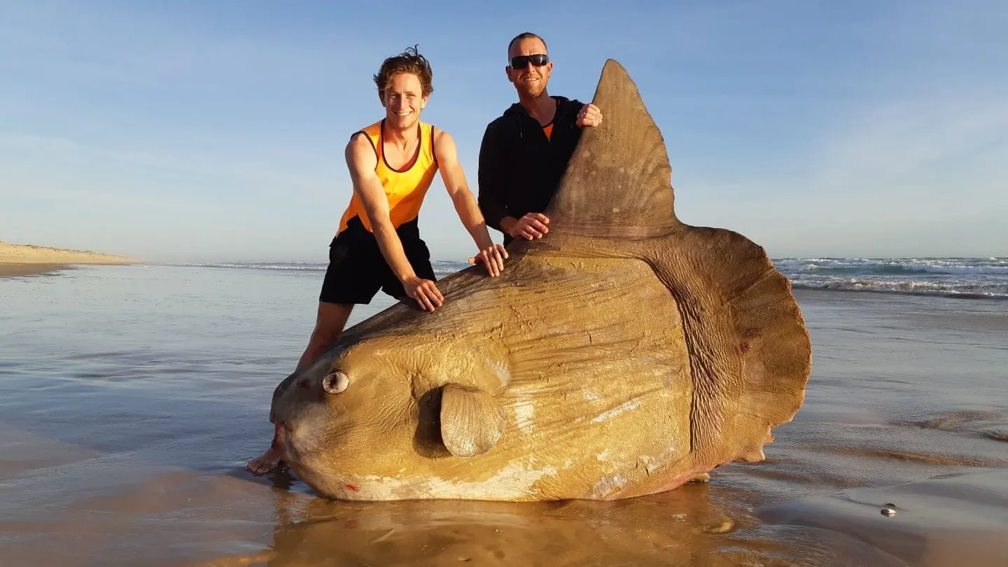 El gigantesco pez luna varado en la playa australiana