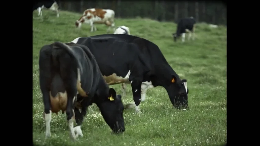 Dos vacas comiendo césped. 