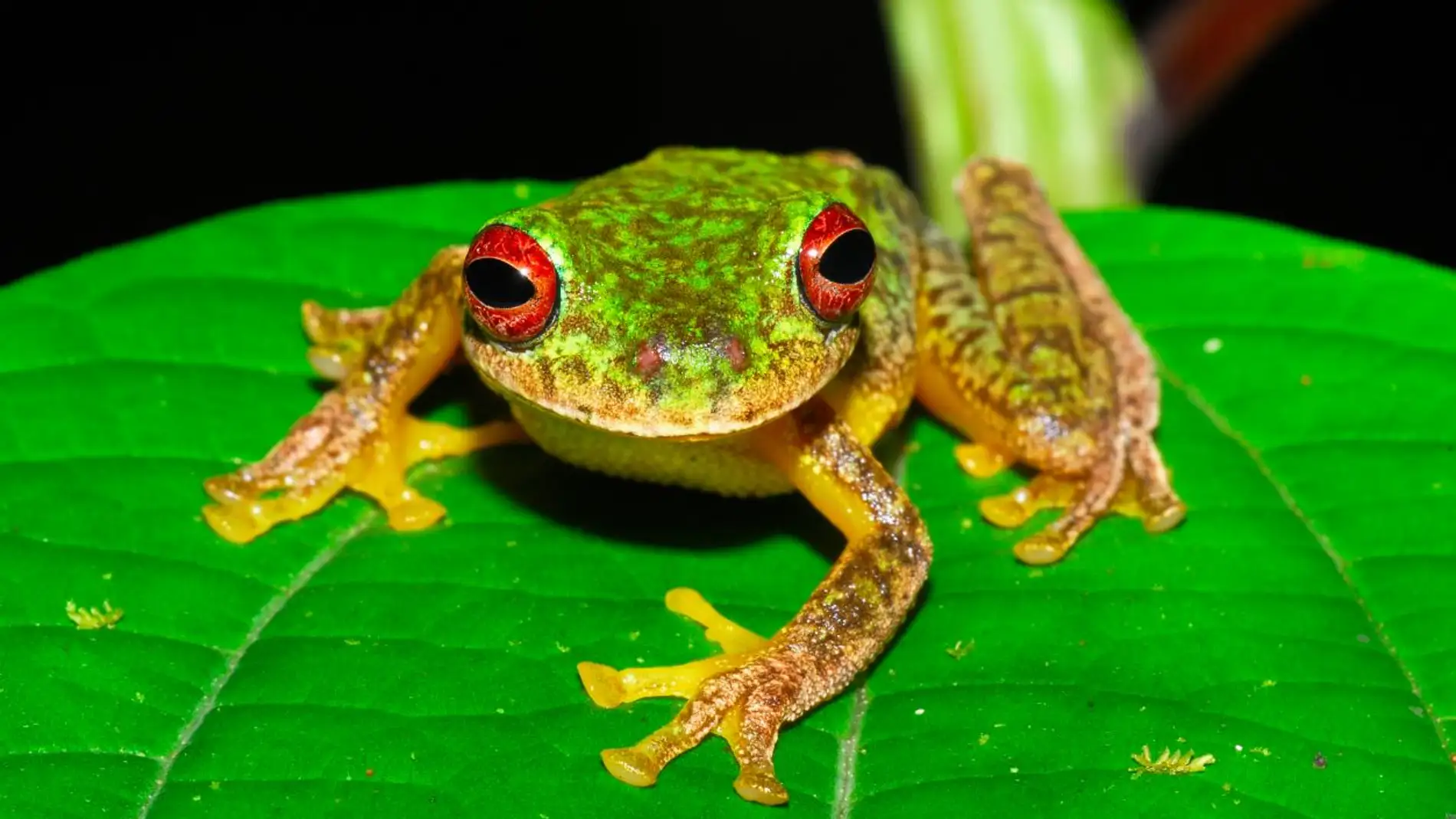 Mas de 90 especies de anfibios se han extinguido por un hongo