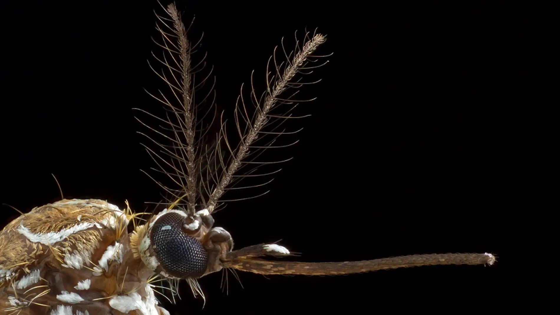 Identifican el gen que atrae a los mosquitos al sudor humano
