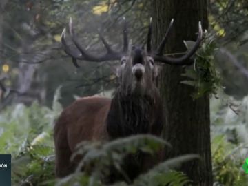 Con la llegada de la primavera los ciervos pierden los cuernos: así es el desmogue de los animales Con la llegada de la primavera los ciervos pierden los cuernos: así es el desmogue de los animales
