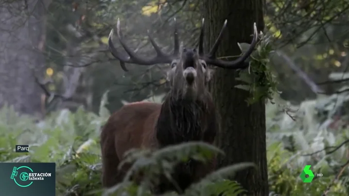 Con la llegada de la primavera los ciervos pierden los cuernos: así es el desmogue de los animales