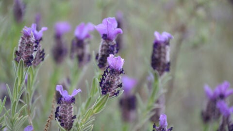 Lavanda en Grasse