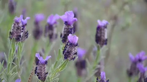 Lavanda en Grasse Lavanda en Grasse