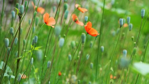Amapolas