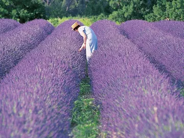 Lavanda en Grasse Lavanda en Grasse