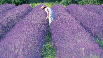 Lavanda en Grasse