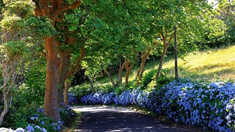 Hortensias en Azores