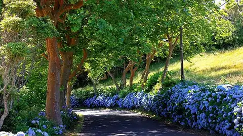Hortensias en Azores Hortensias en Azores