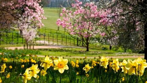 Narcisos
