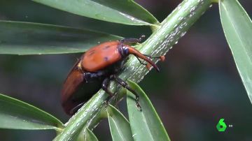 El imparable escarabajo picudo devora el histórico Palmeral de Elche