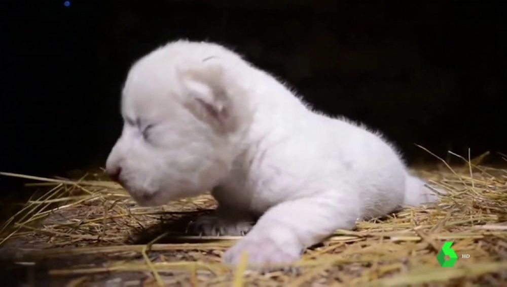 Nacen Dos Leones Blancos En Un Parque Safari De Crimea