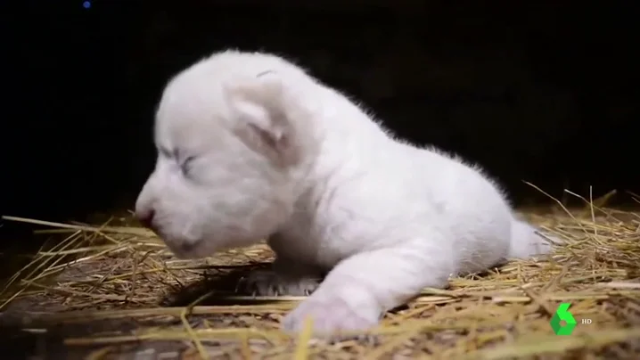 Nacen dos leones blancos en un parque safari de Crimea