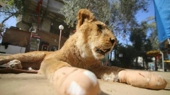 Leona Fastine con las garras amputadas Leona Fastine con las garras amputadas