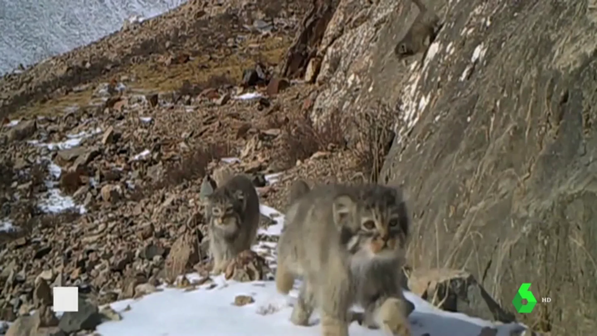 Captan varias crías de leopardo de las nieves correteando en el Himalaya