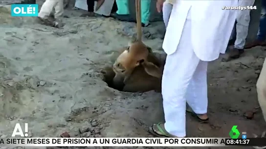 Rescatan a una vaca en la India Rescatan a una vaca en la India