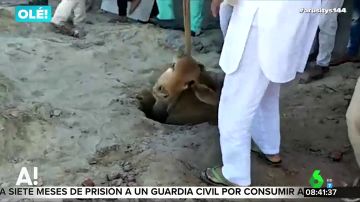 Rescatan a una vaca en la India