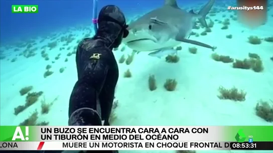 Esta es la sorprendente reacción de un tiburón tras encontrarse cara a cara con un buzo en medio del océano Esta es la sorprendente reacción de un tiburón tras encontrarse cara a cara con un buzo en medio del océano