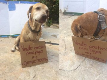 Deko, el perro que vende pastelitos para pagar su quimioterapia Deko, el perro que vende pastelitos para pagar su quimioterapia