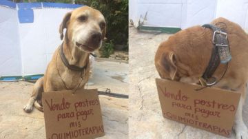 Deko, el perro que vende pastelitos para pagar su quimioterapia