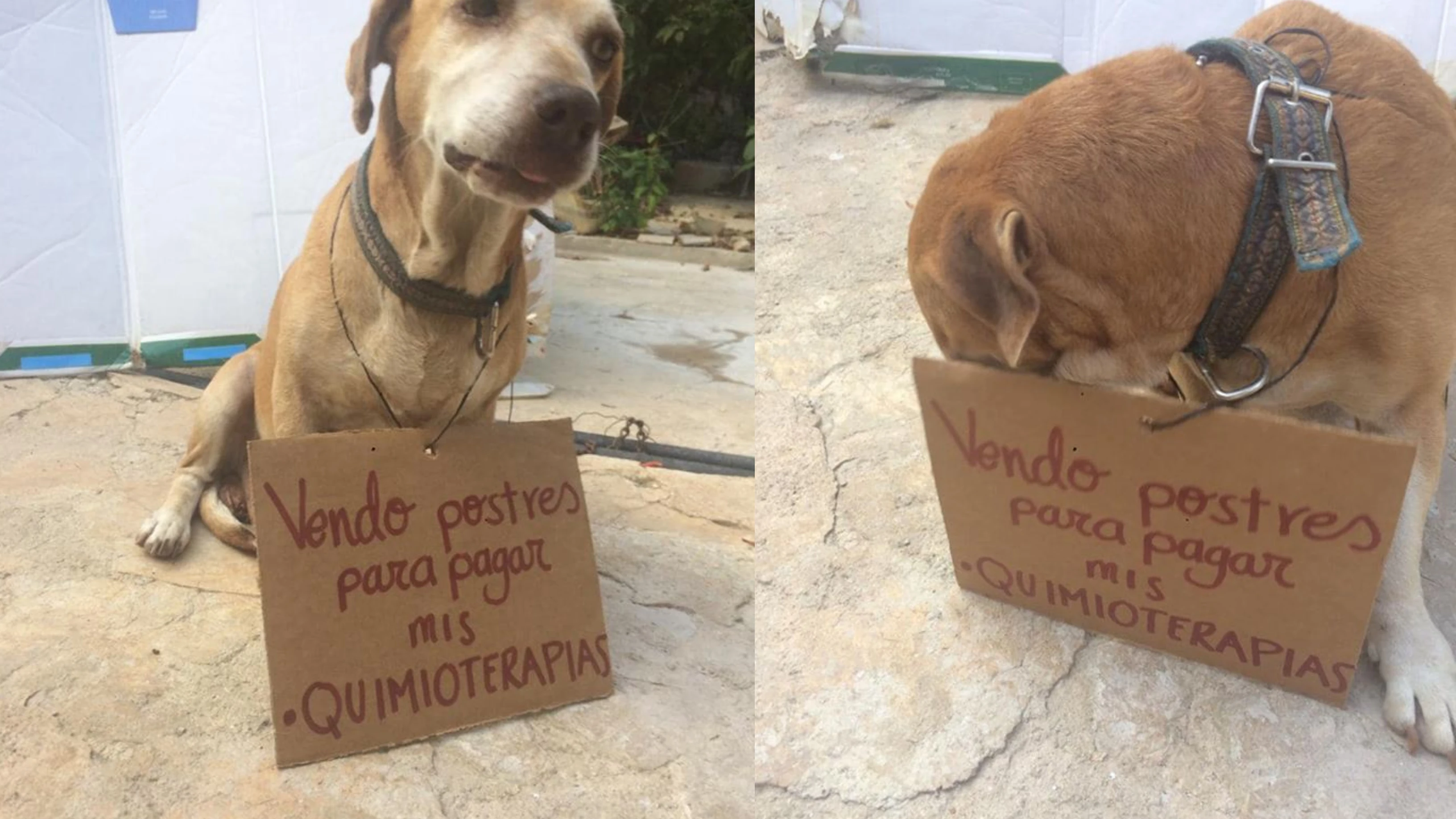 Deko, el perro que vende pastelitos para pagar su quimioterapia