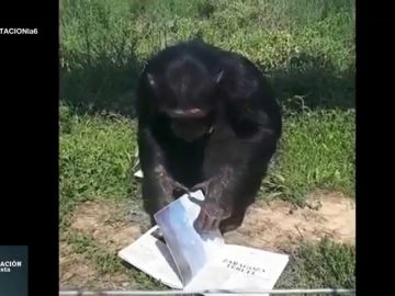 África y otros 17 chimpancés que han conseguido una oportunidad después de ser utilizados como actores o mascotas África y otros 17 chimpancés que han conseguido una oportunidad después de ser utilizados como actores o mascotas