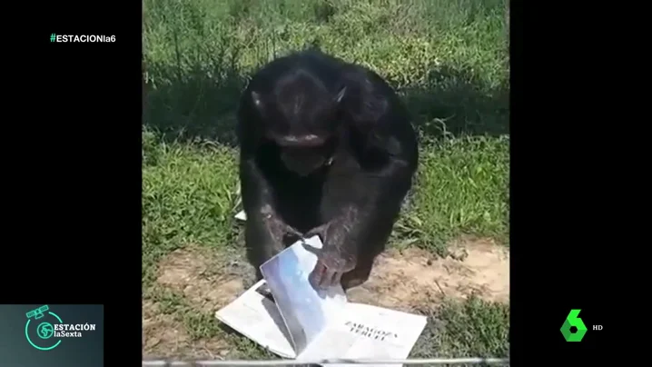 África y otros 17 chimpancés que han conseguido una oportunidad después de ser utilizados como actores o mascotas