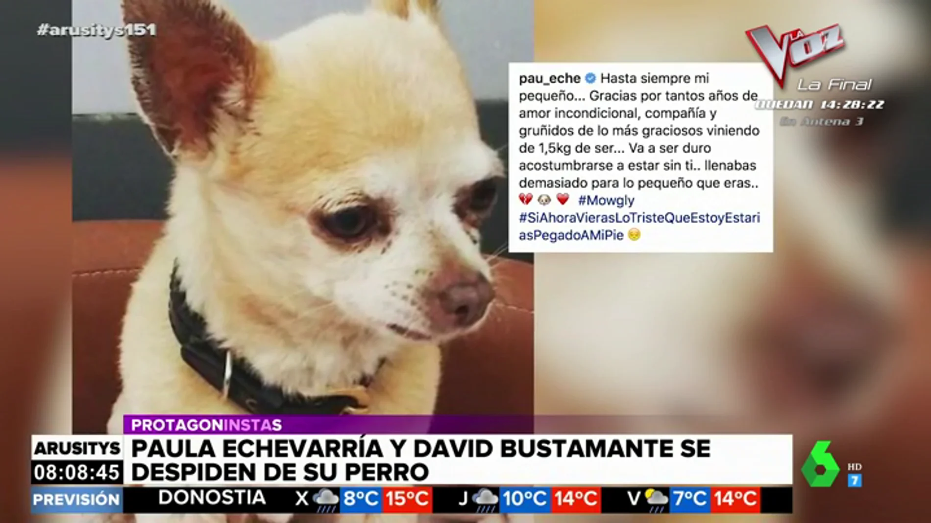 La emotiva despedida de Paula Echevarría y David Bustamante a su chihuahua Mogwli